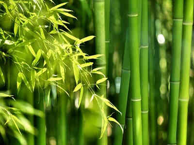 Bamboo Serenety