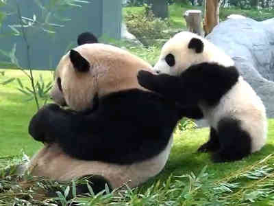 Pandas love massage
